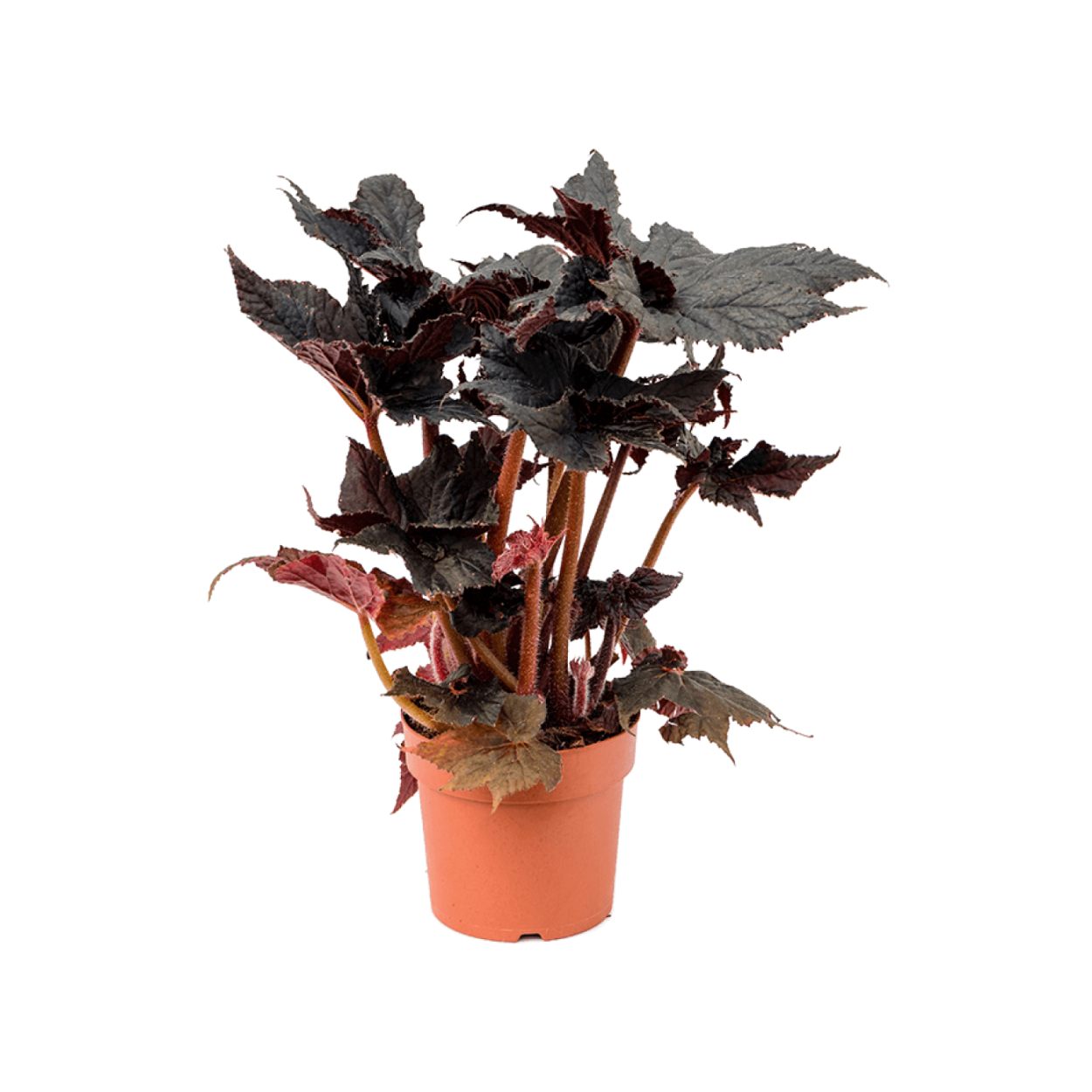 Бегония Black Taffeta