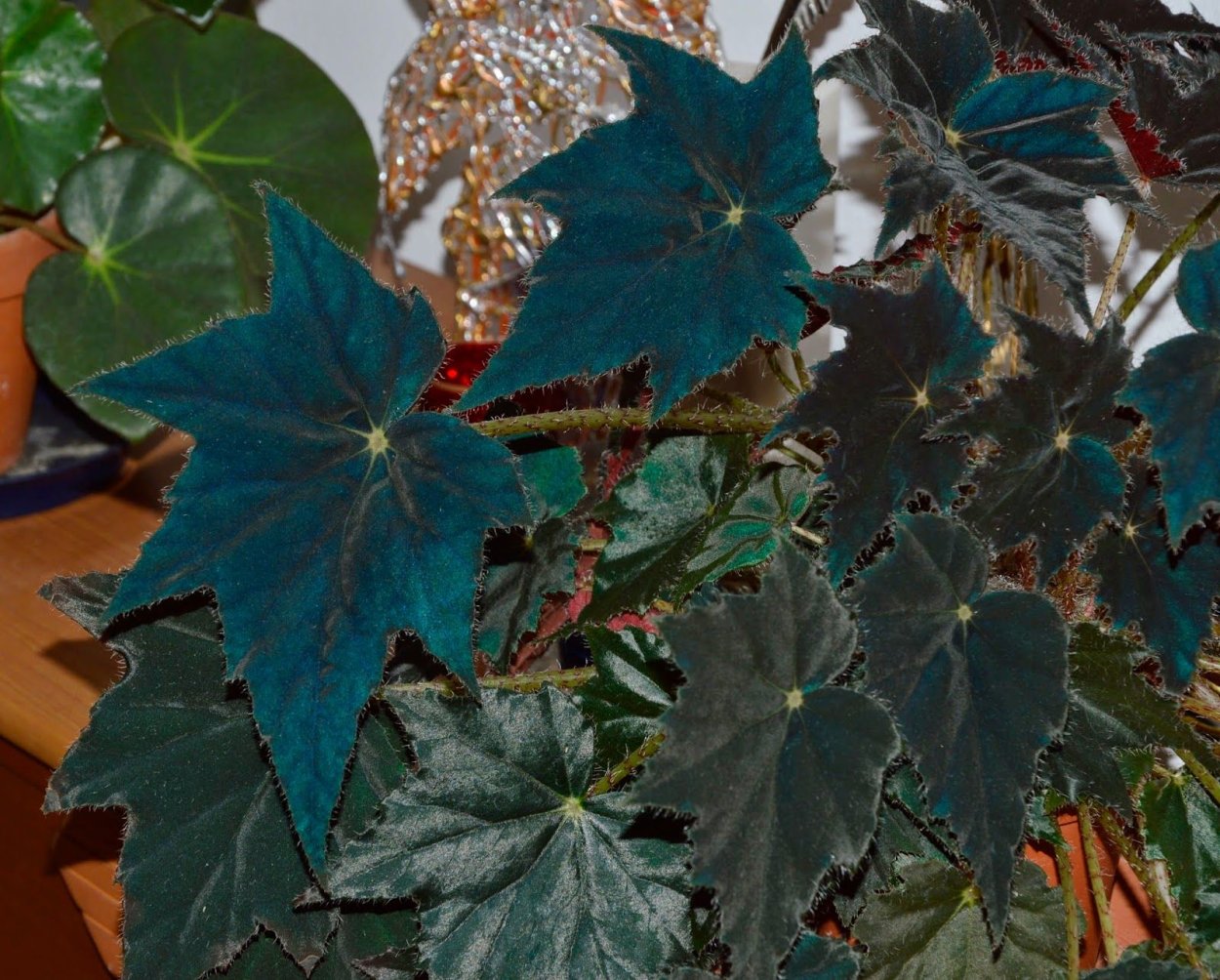 Бегония Блэк вельвет