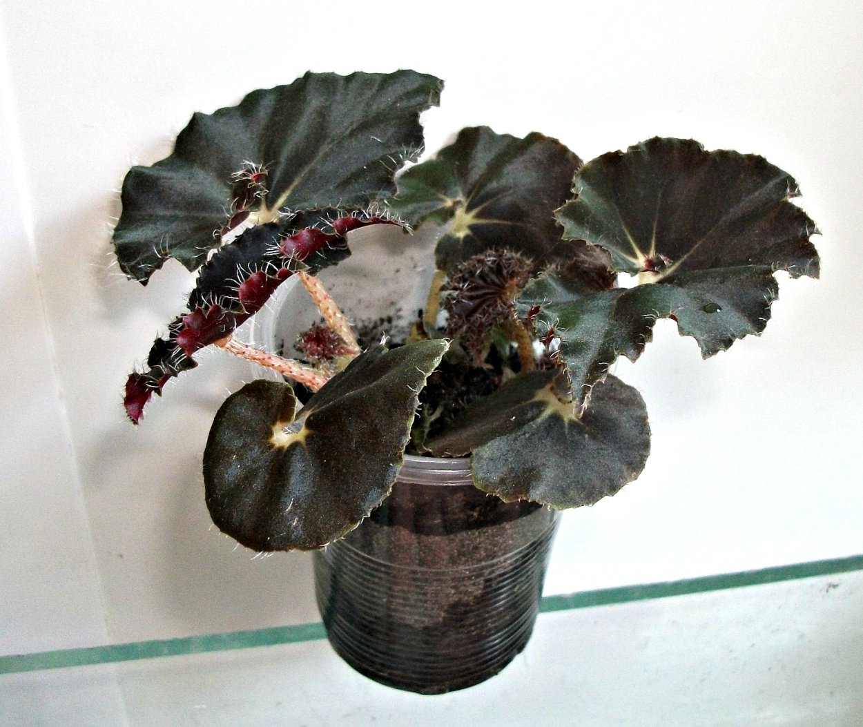 Бегония Блэк Фенг