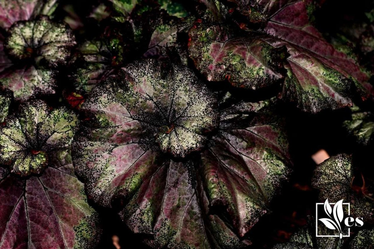 Листья бегонии фото