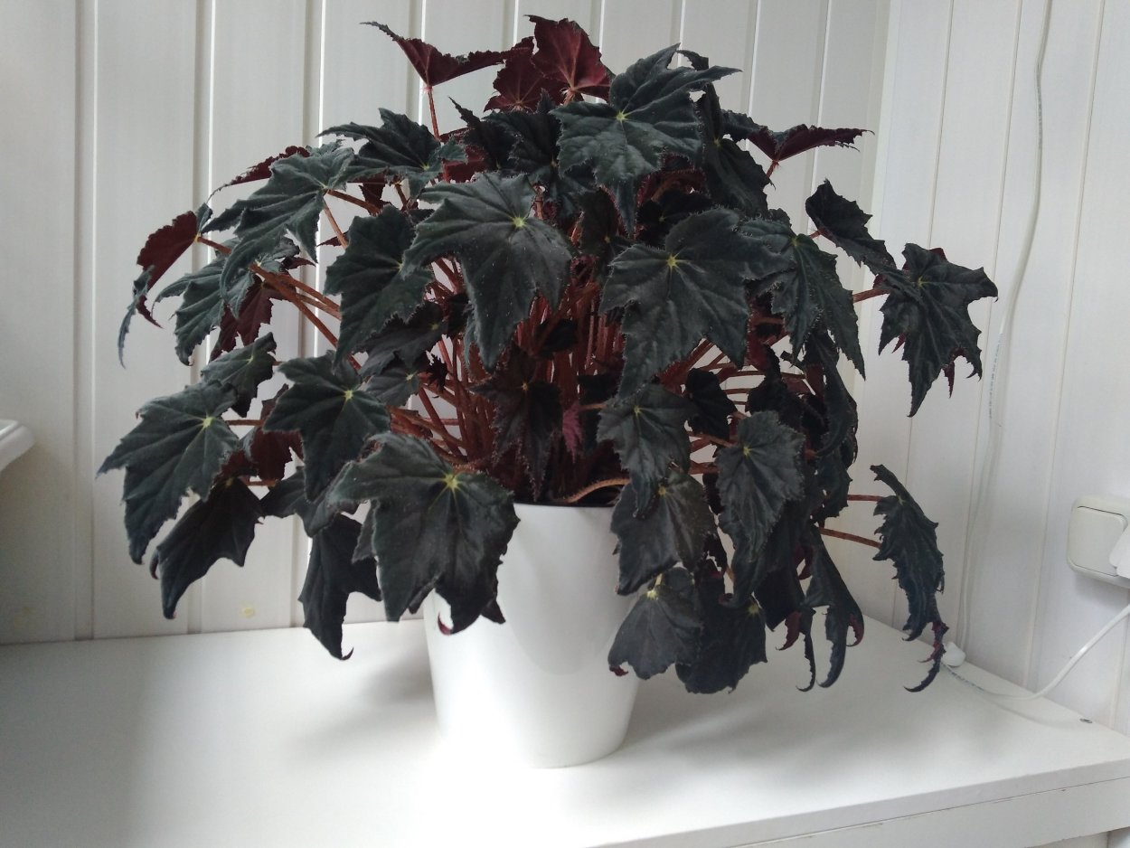 Бегония Бауэра Клеопатра