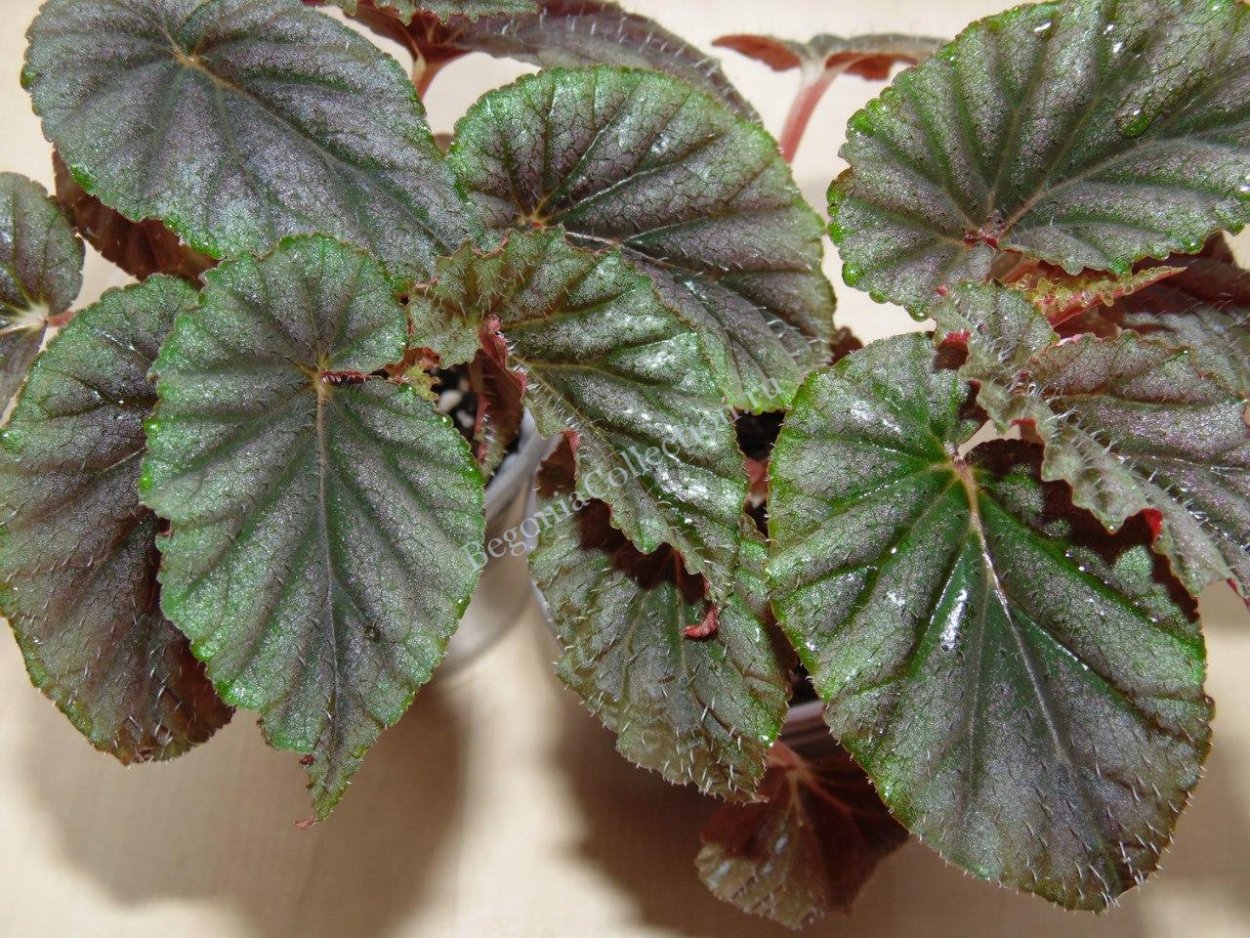 Бегония бабка