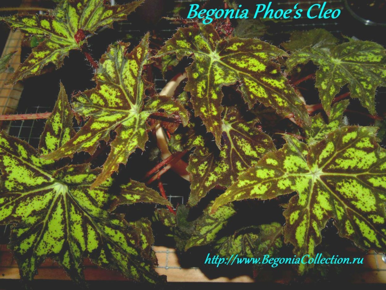Бегония Phoe's Cleo