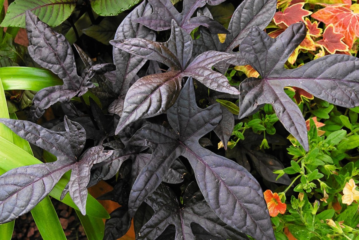 Ипомея Jade Masquerade