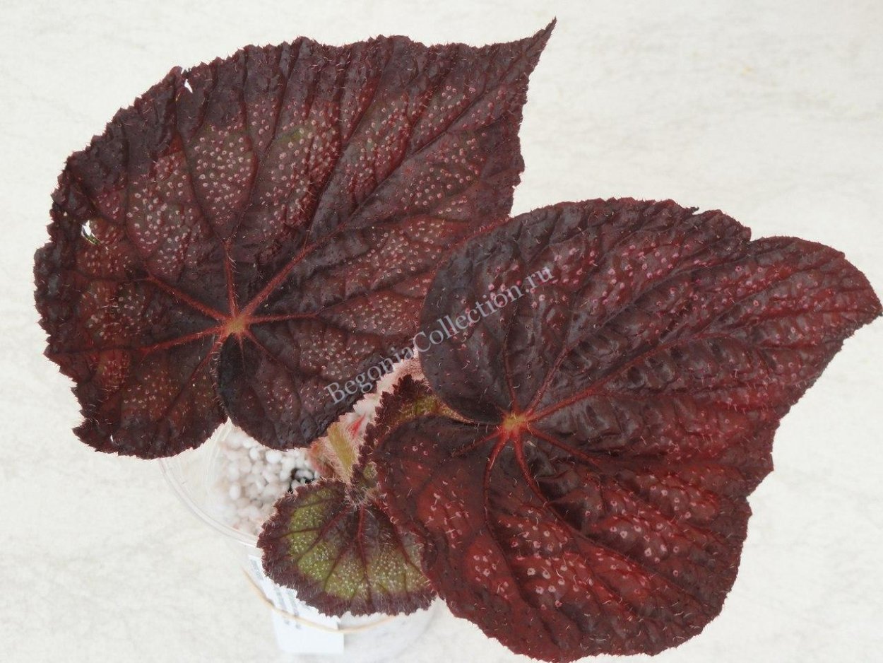 Бегония Блэк Анна