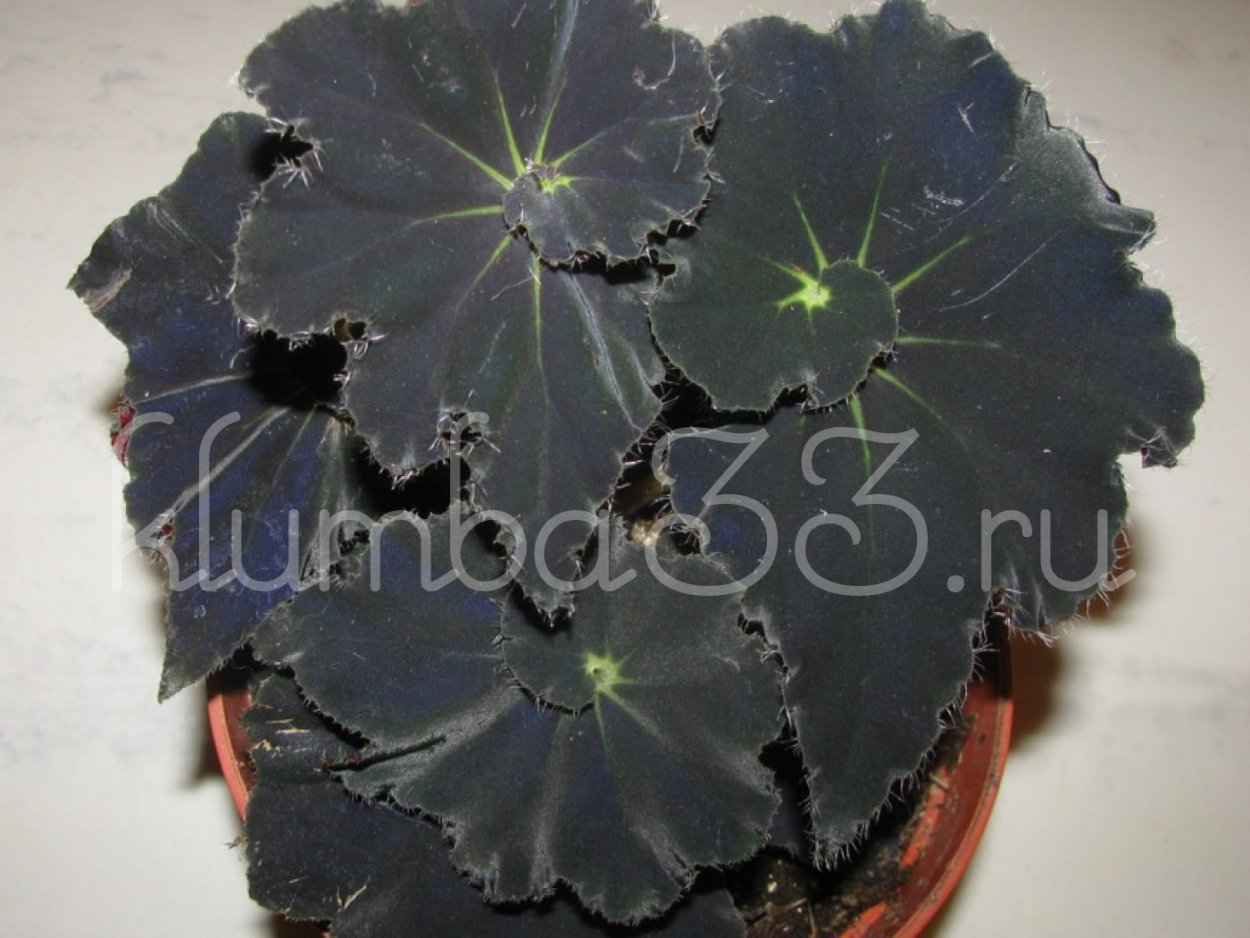 Бегония Блэк Фанг