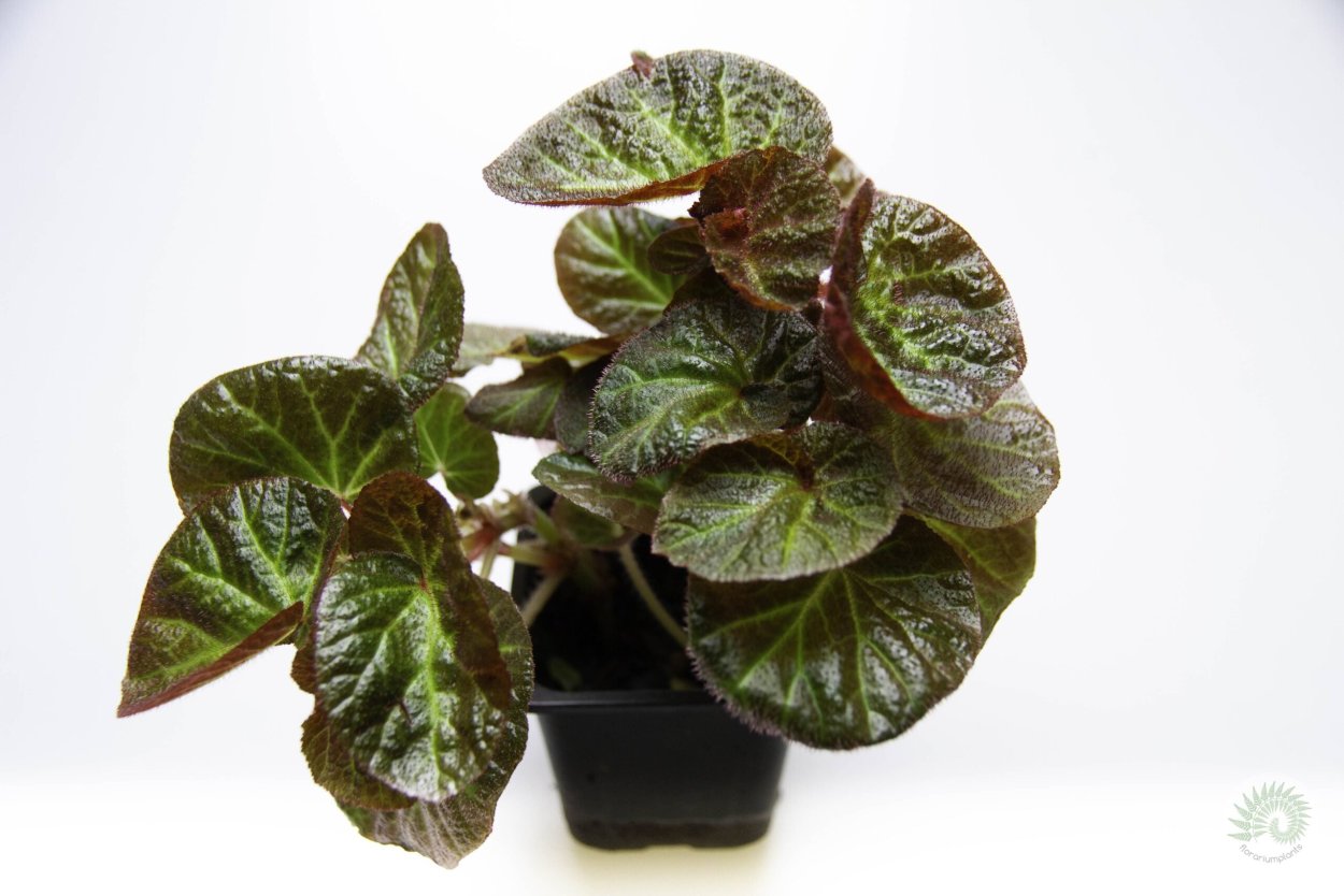 Пеперомия шуми ред