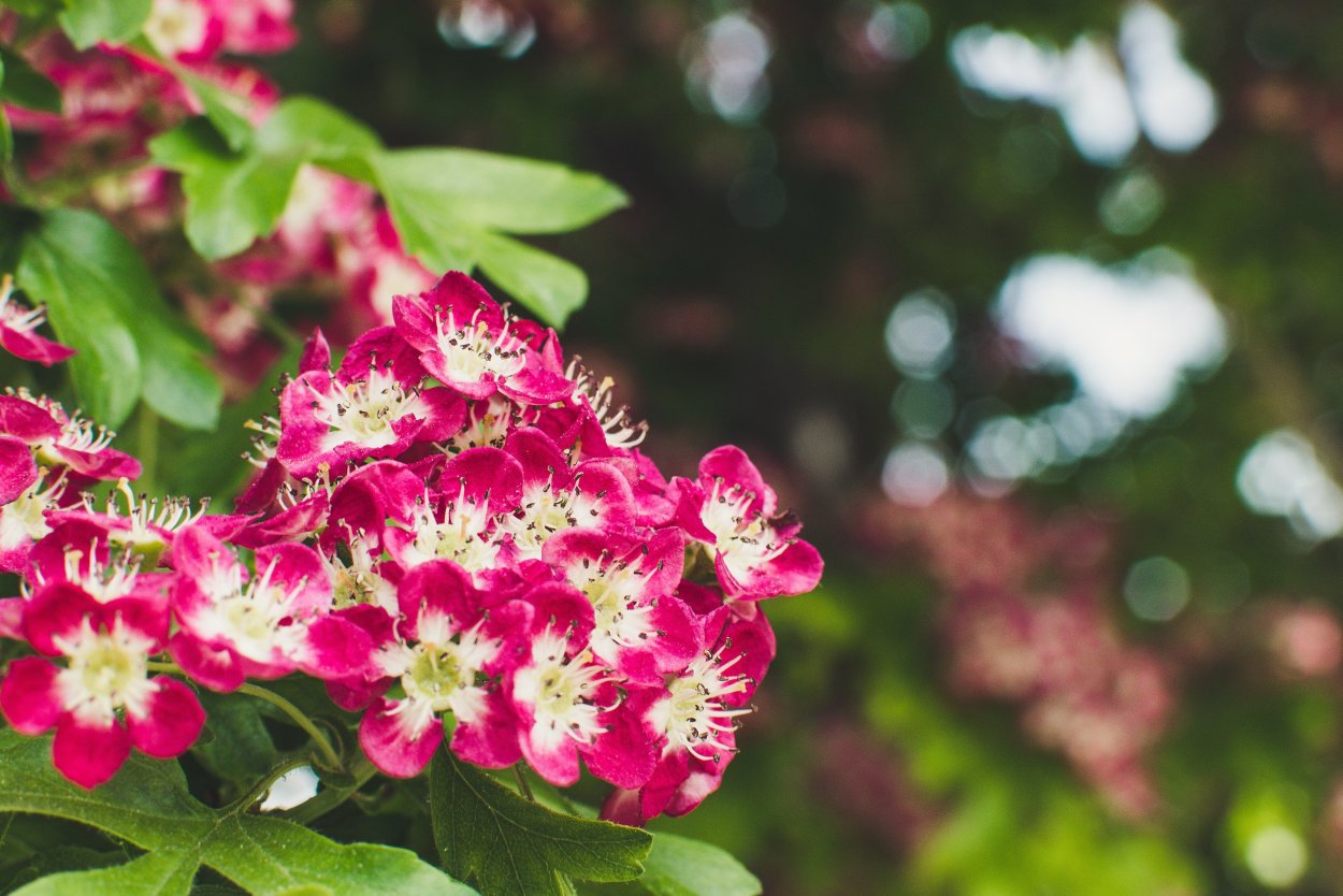 Бабьи слезы цветок