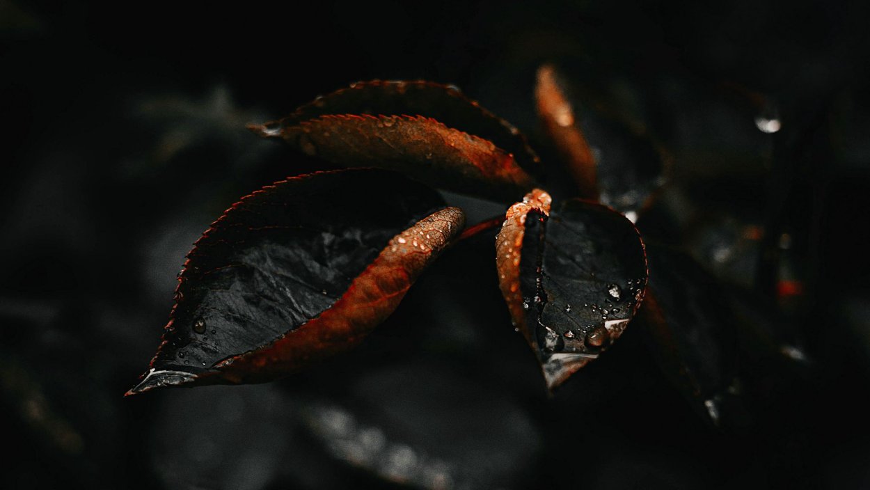 Макросъемка на черном фоне