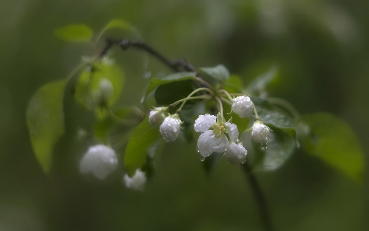 Цветок вдовы слезы фото