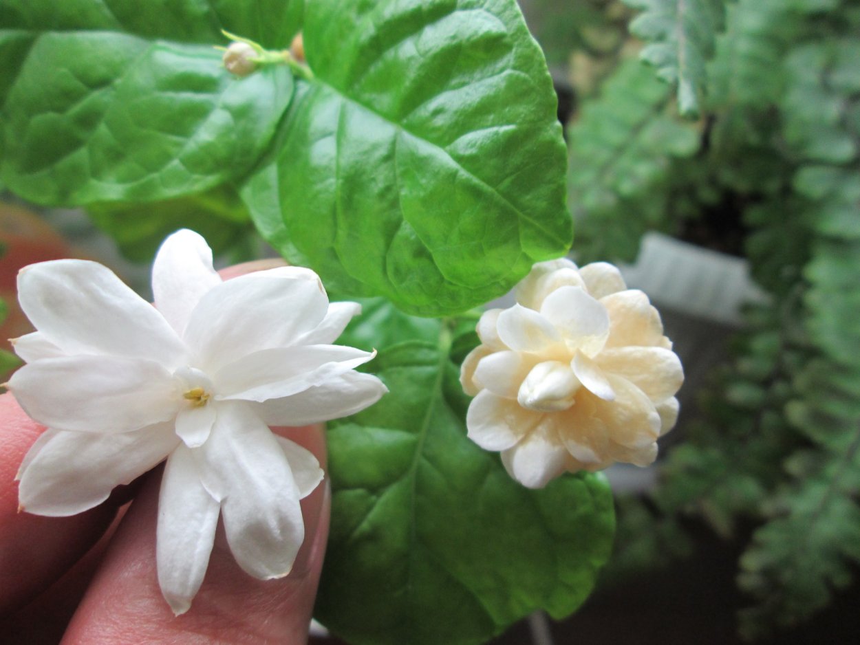 Жасмин мали