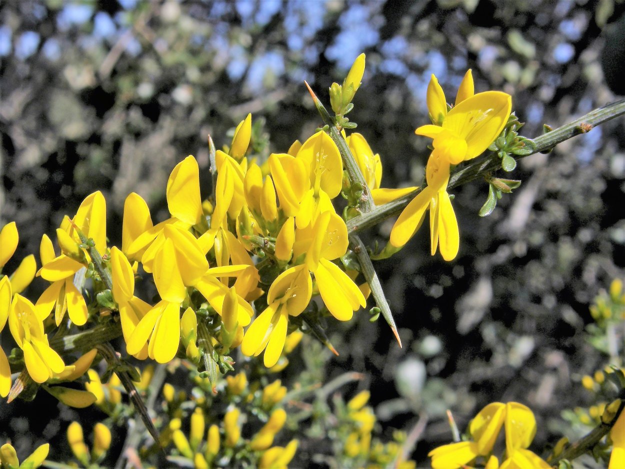 Genista aetnensis