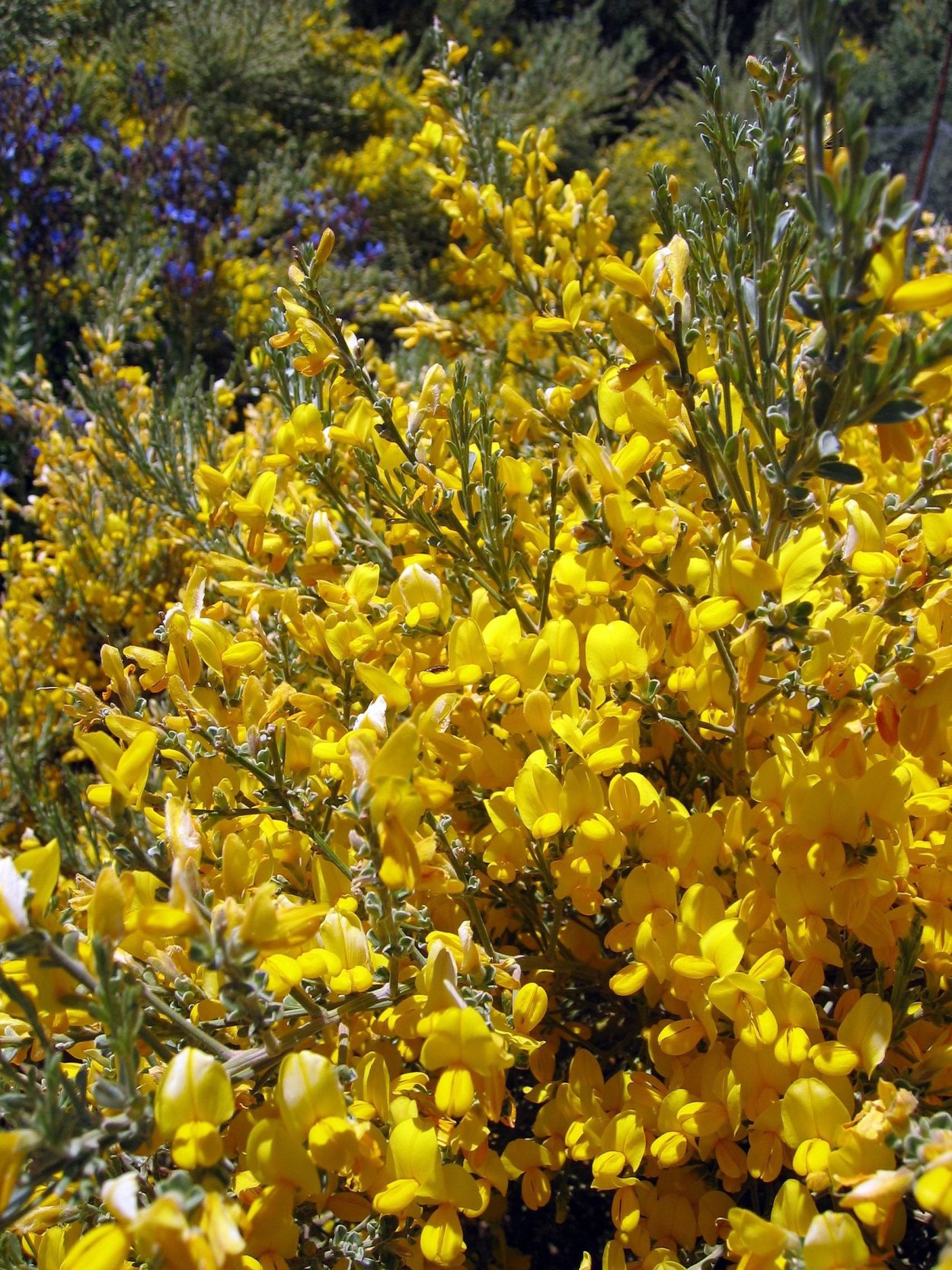 Дрок (Genista)