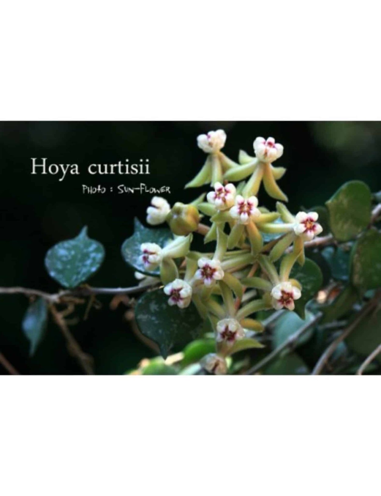 Хойя куртиси (curtisii)