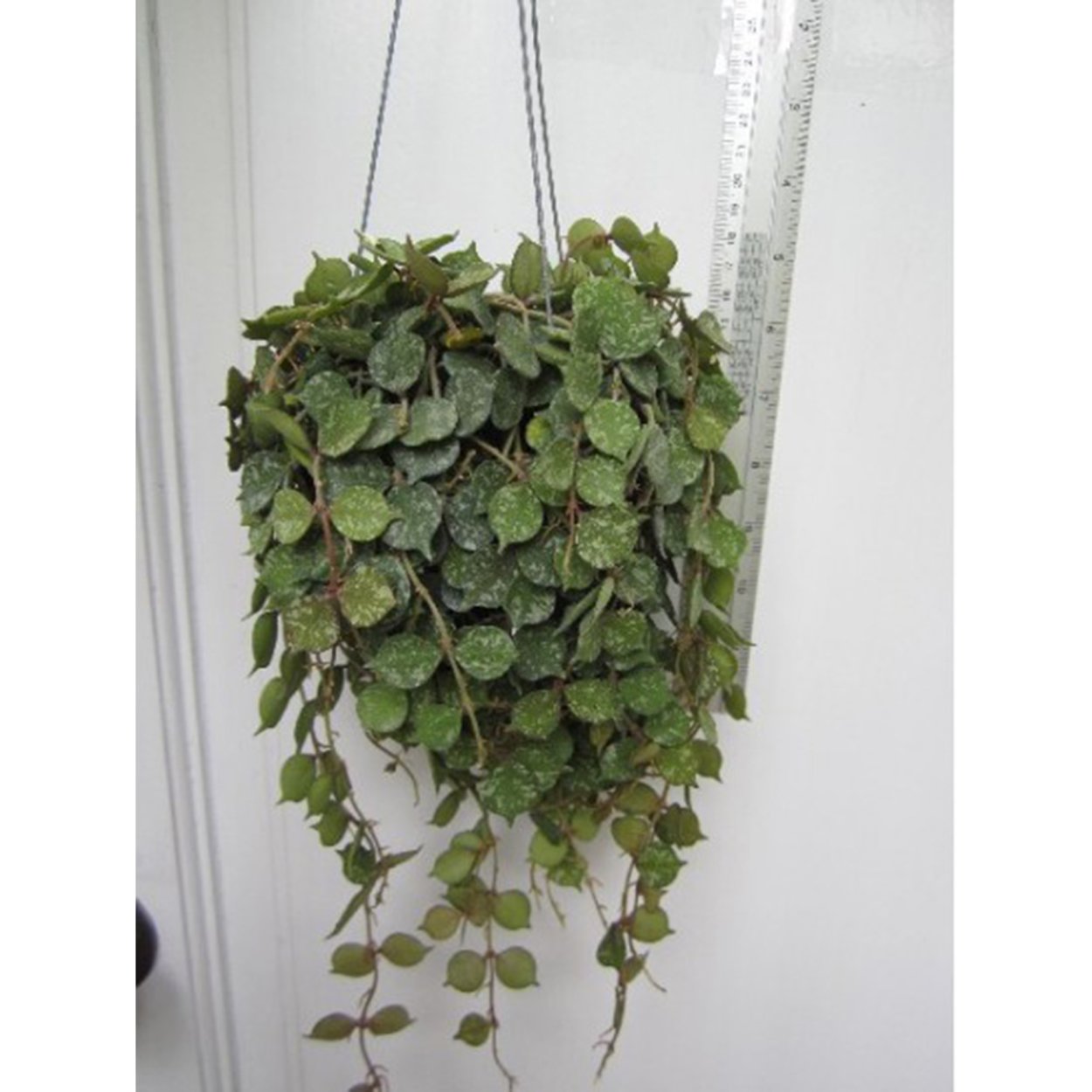 Хойя curtisii Silver