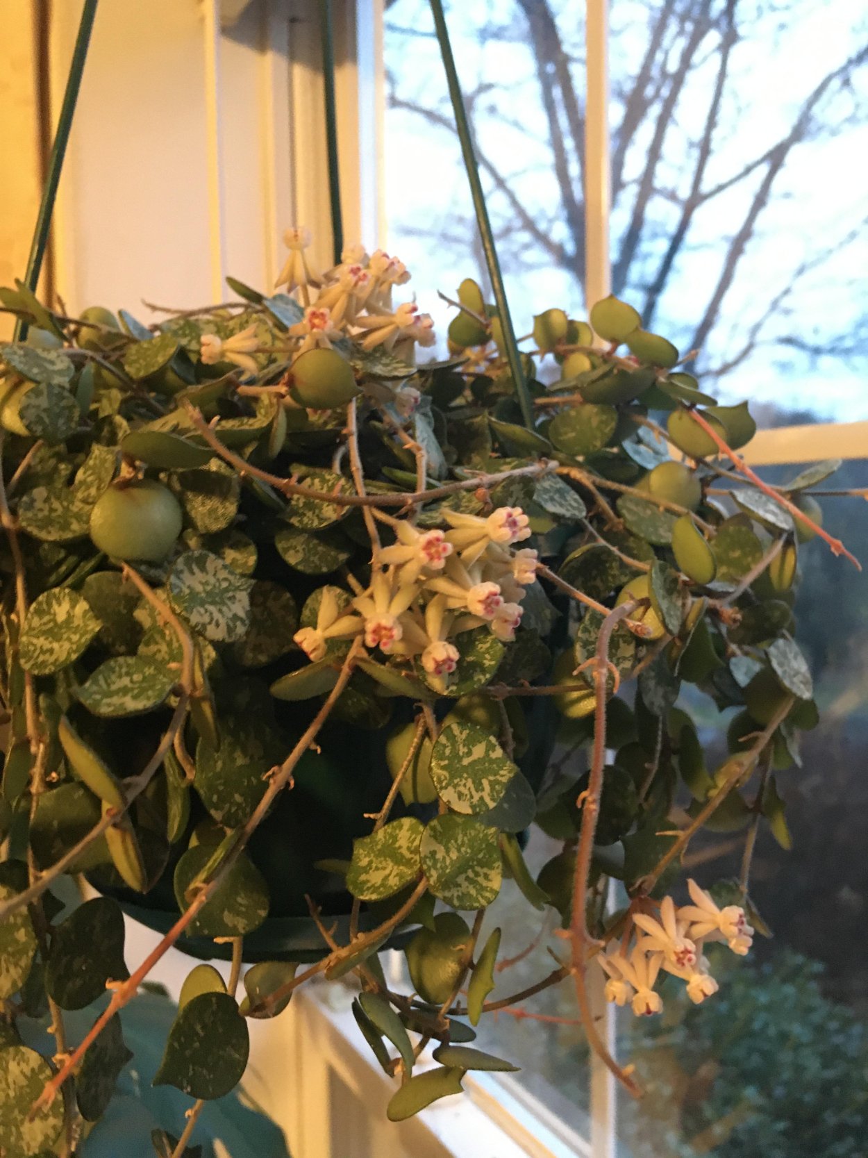 Хойя куртиси (curtisii)