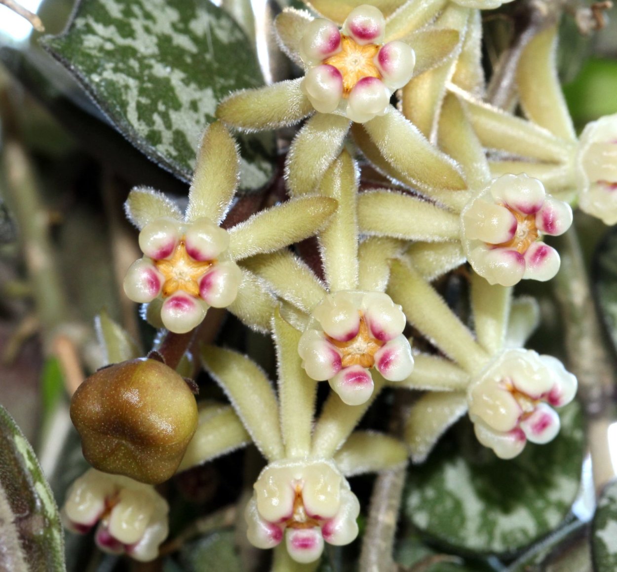 Хойя heuschkeliana variegata