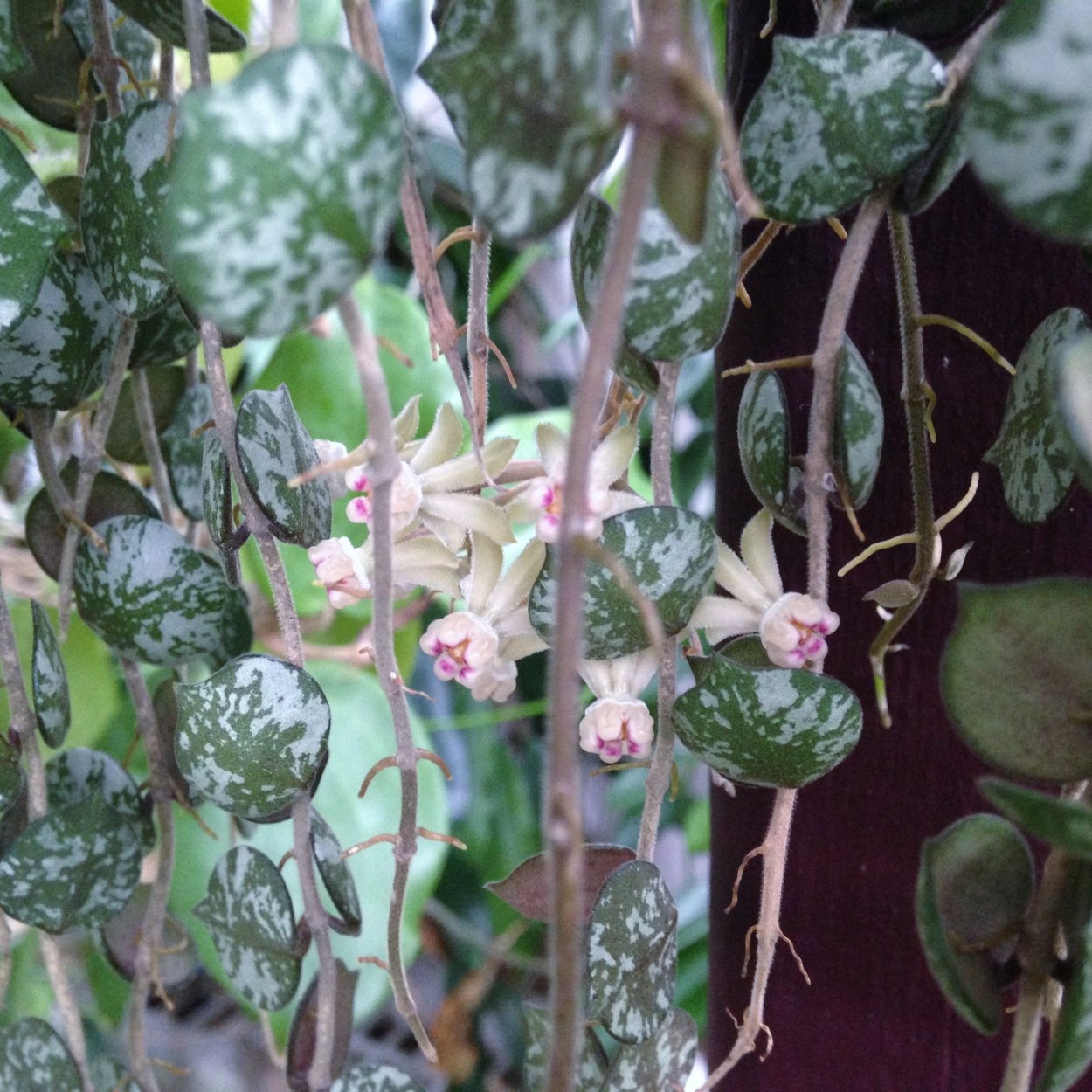 Хойя куртиси (curtisii)