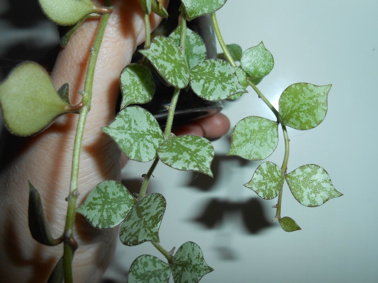 Хойя куртиси