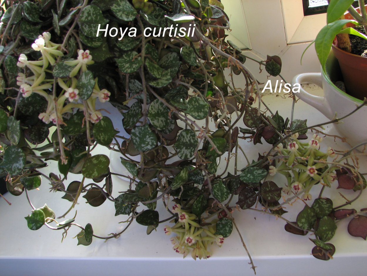 Hoya curtisii Сильвер