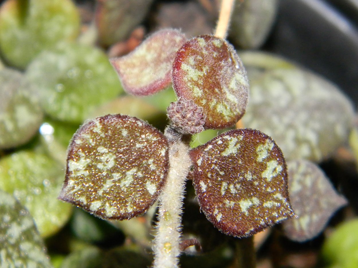 Хойя куртиси ай