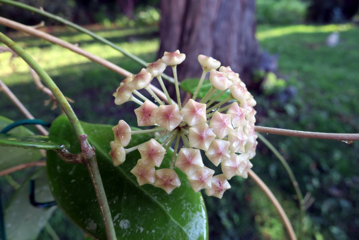 Hoya EPC-301 Hoya SP. (Black leaves, Prachinburi, Thailand)