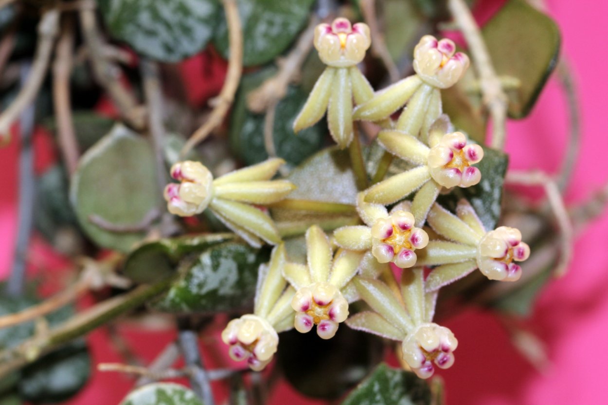 Хойя curtisii Silver