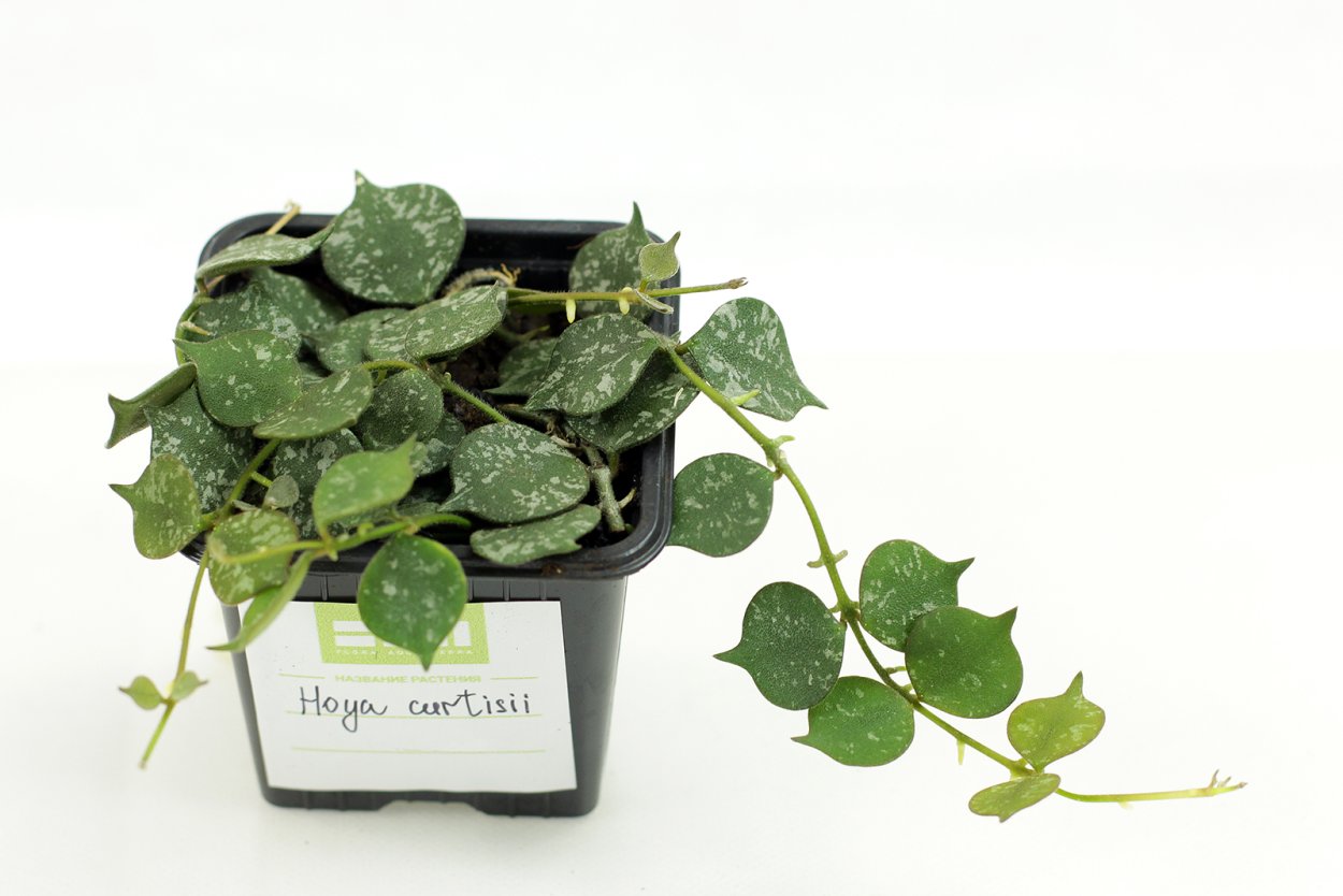 Хойя curtisii Silver