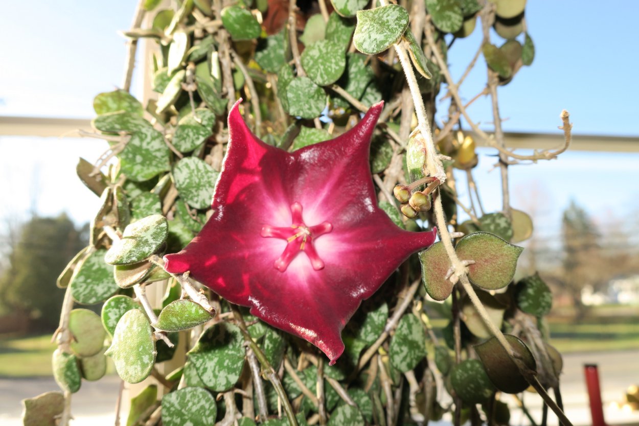 Хойя curtisii Silver