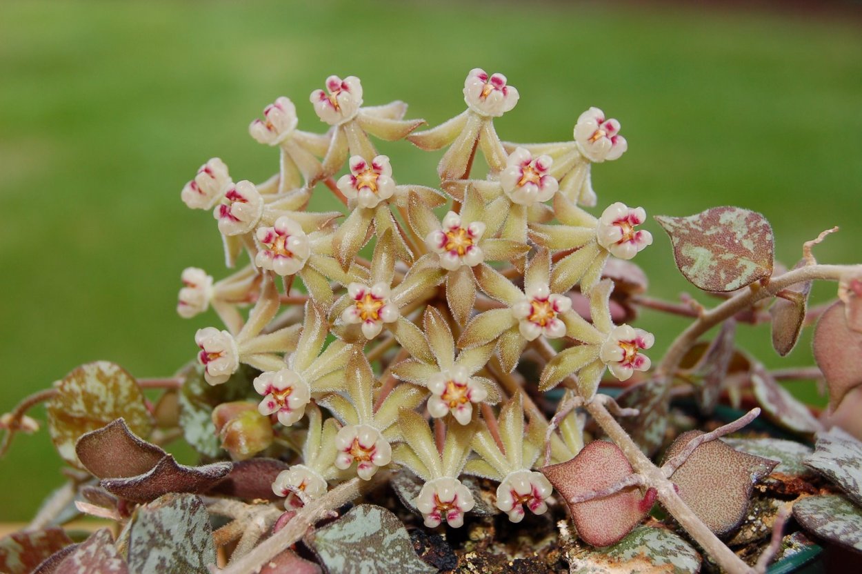 Хойя tjadasmalangensis