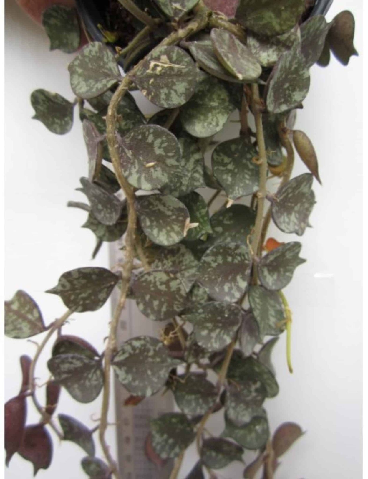 Хойя Hoya curtisii в керамзите