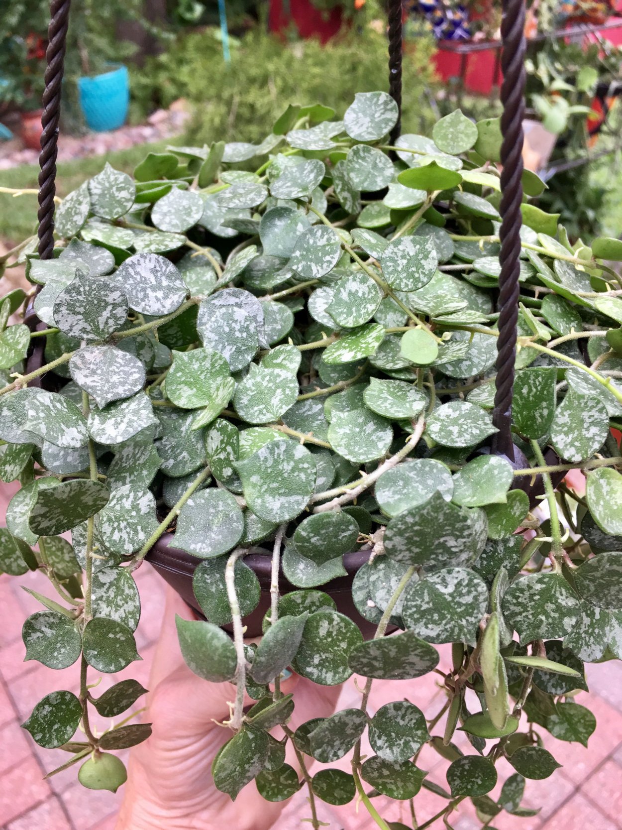 Hoya curtisii/Хойя куртиси