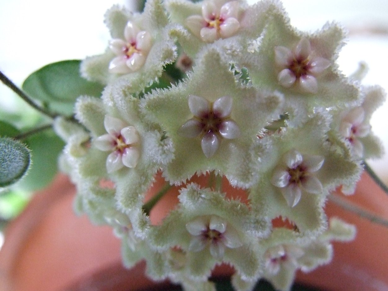Хойя Серпенс Hoya Serpens