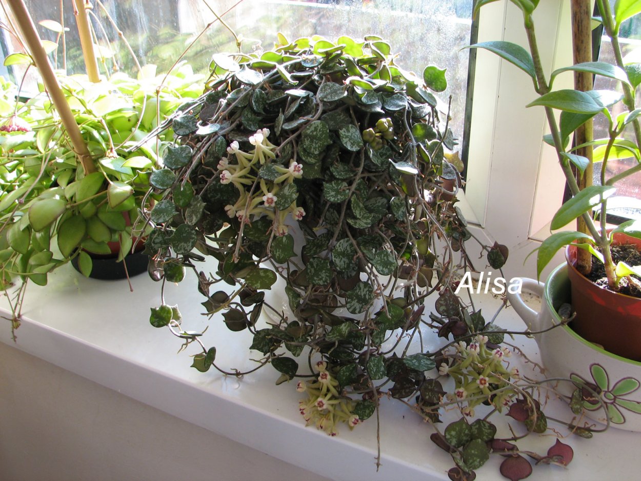 Curtisii small Leaf Хойя