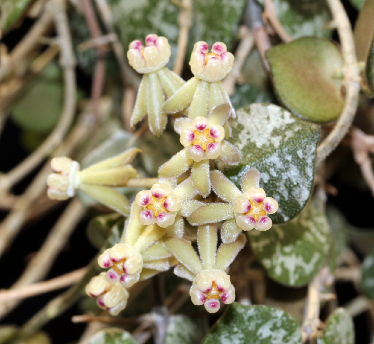 Хойя curtisii Splash