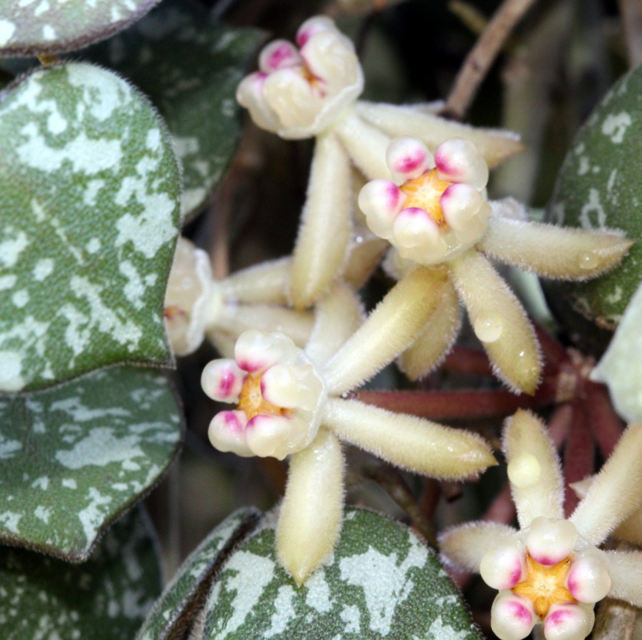 Hoya curtisii/Хойя куртиси