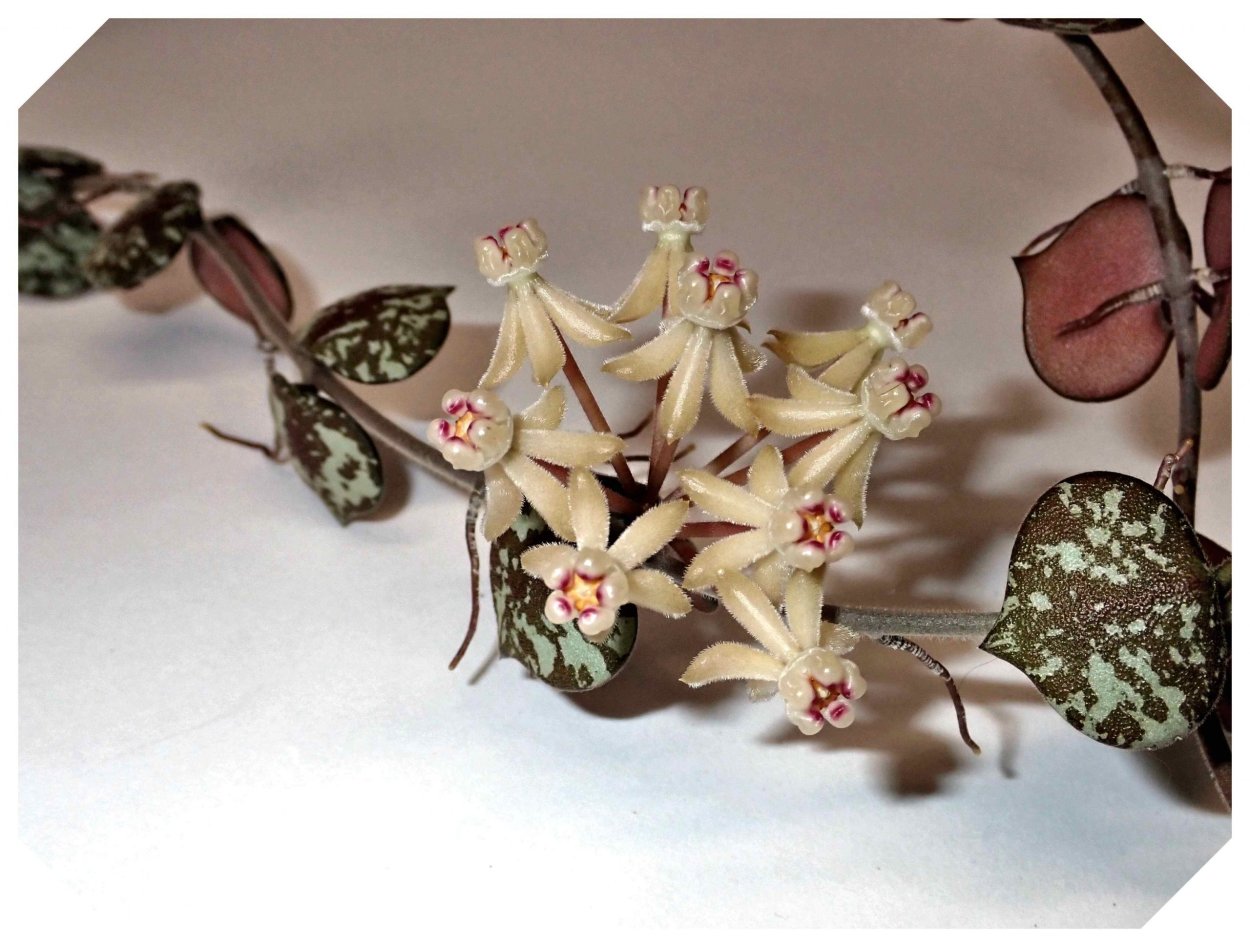 Хойя куртиси (curtisii)