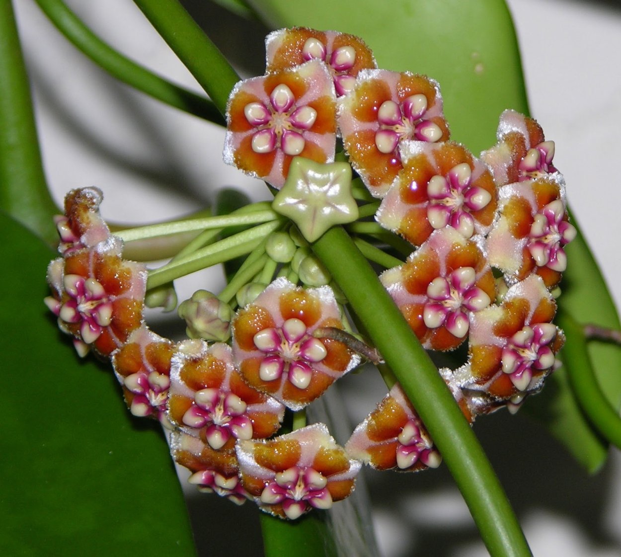 Хойя восковой плющ