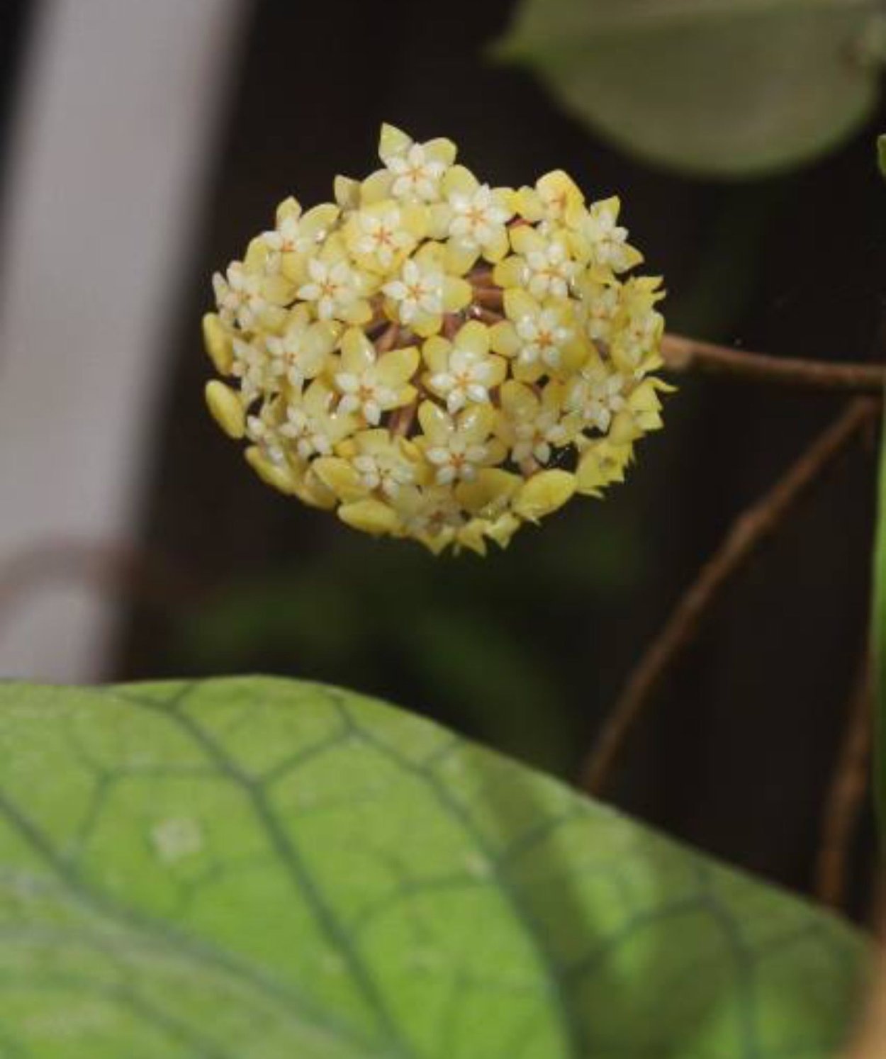 Хойя Hoya meredithii -