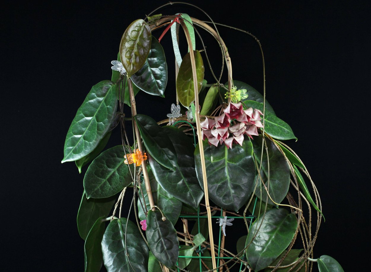 Хойя Мегаластер