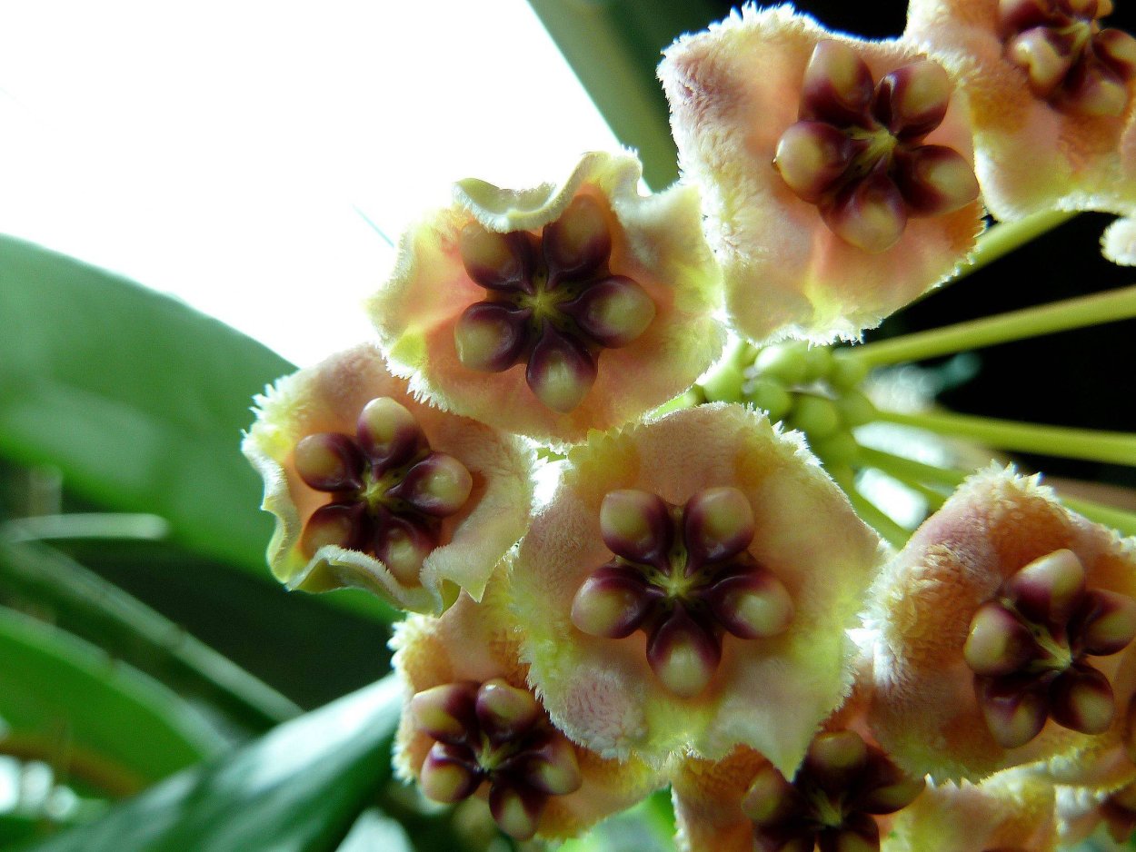 Хойя Мелифлуа Бали