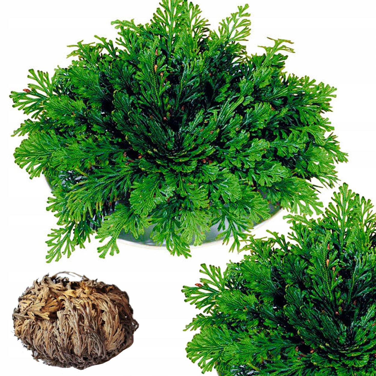 Иерихонская роза