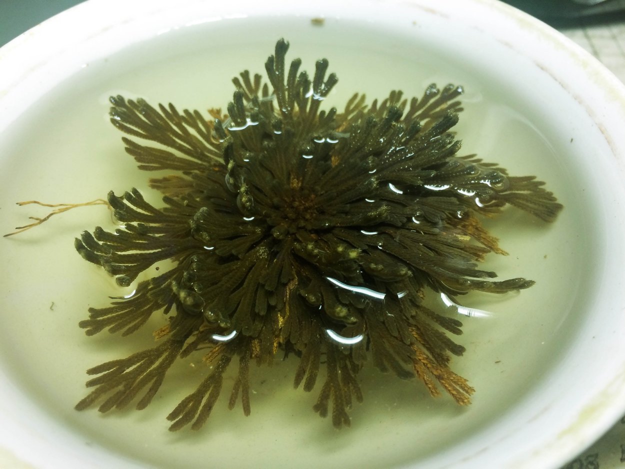 Цветущая иерихонская роза