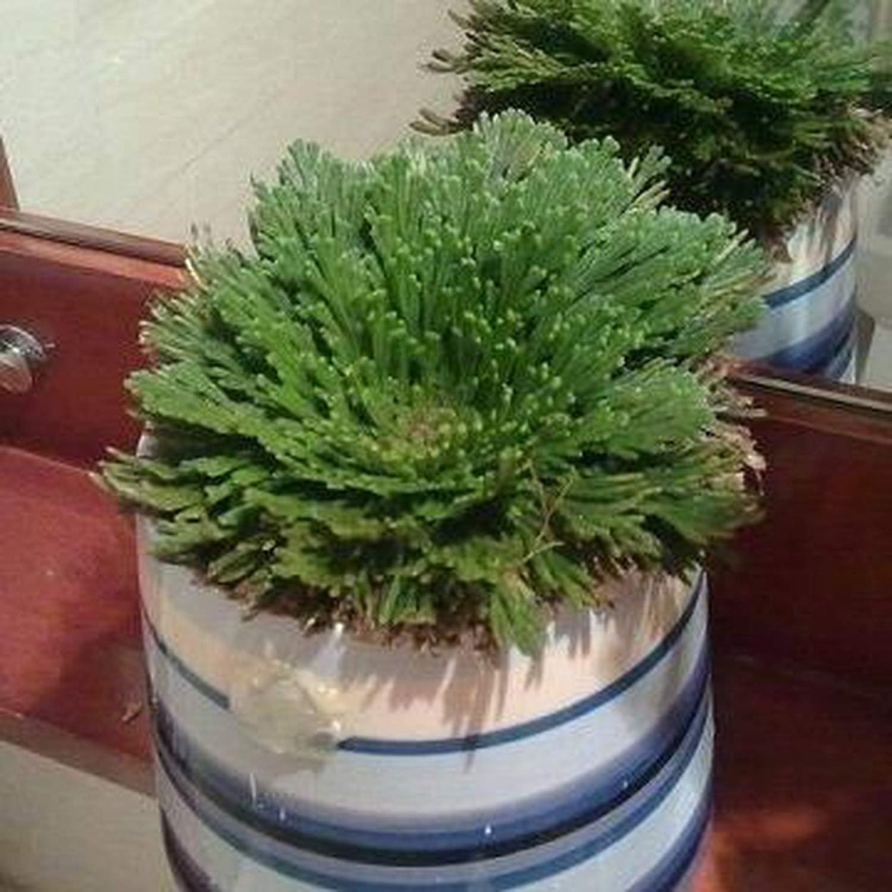 Воздушный папоротник селагинелла мох