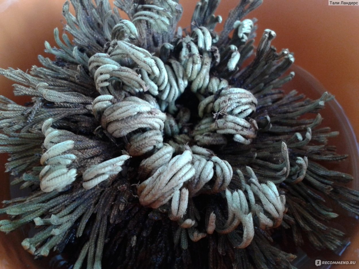 Иерихонская роза анастатика