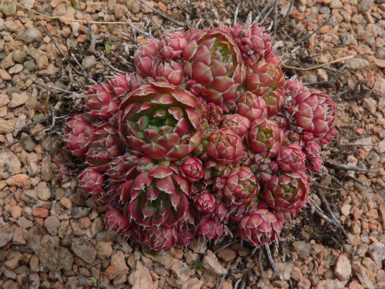 Роза Иерихона цветет