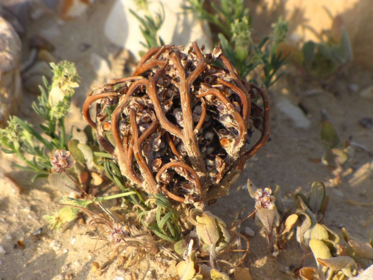 Анастатика иерихонская