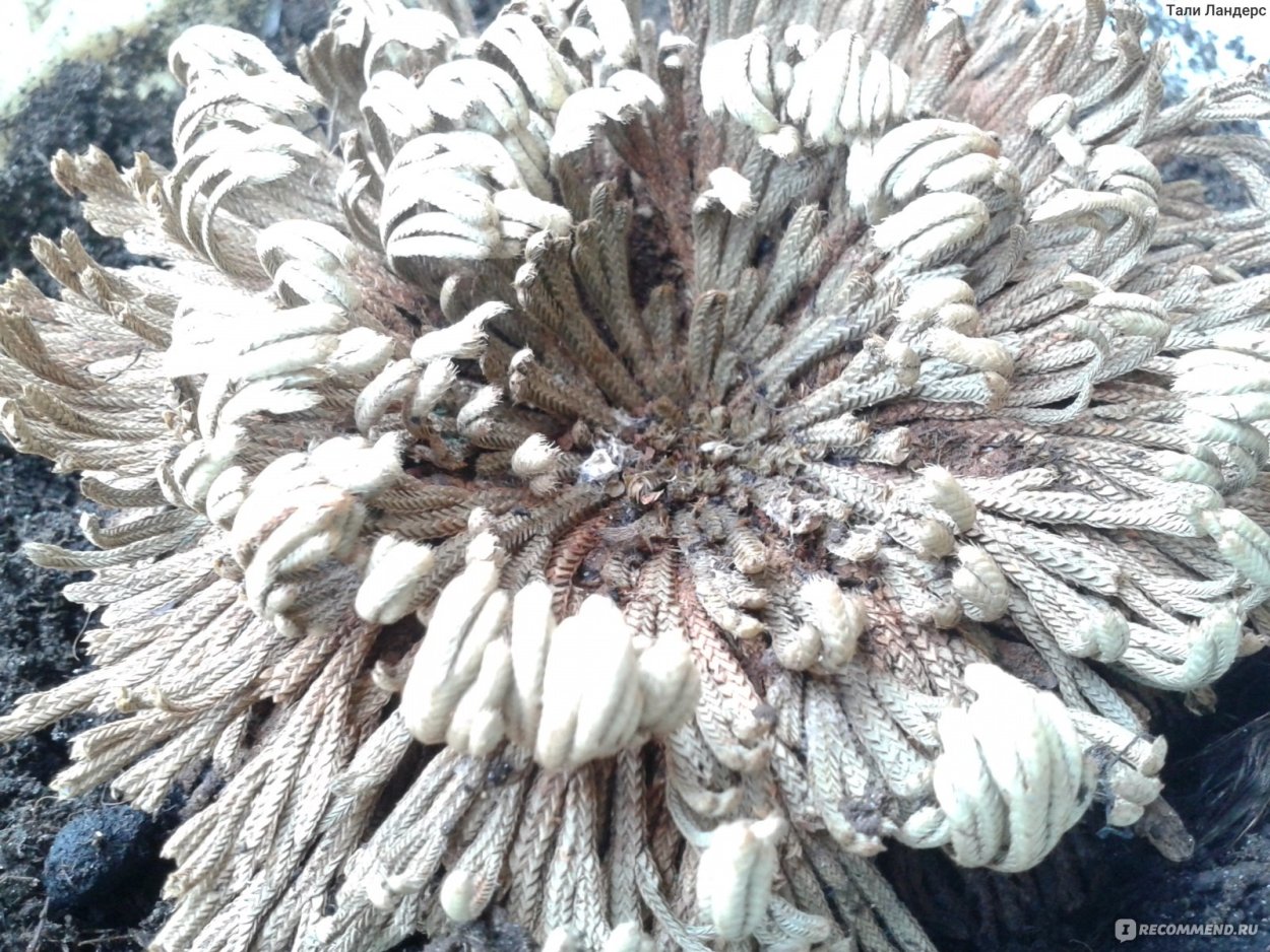 Растение которое может жить без воды 50