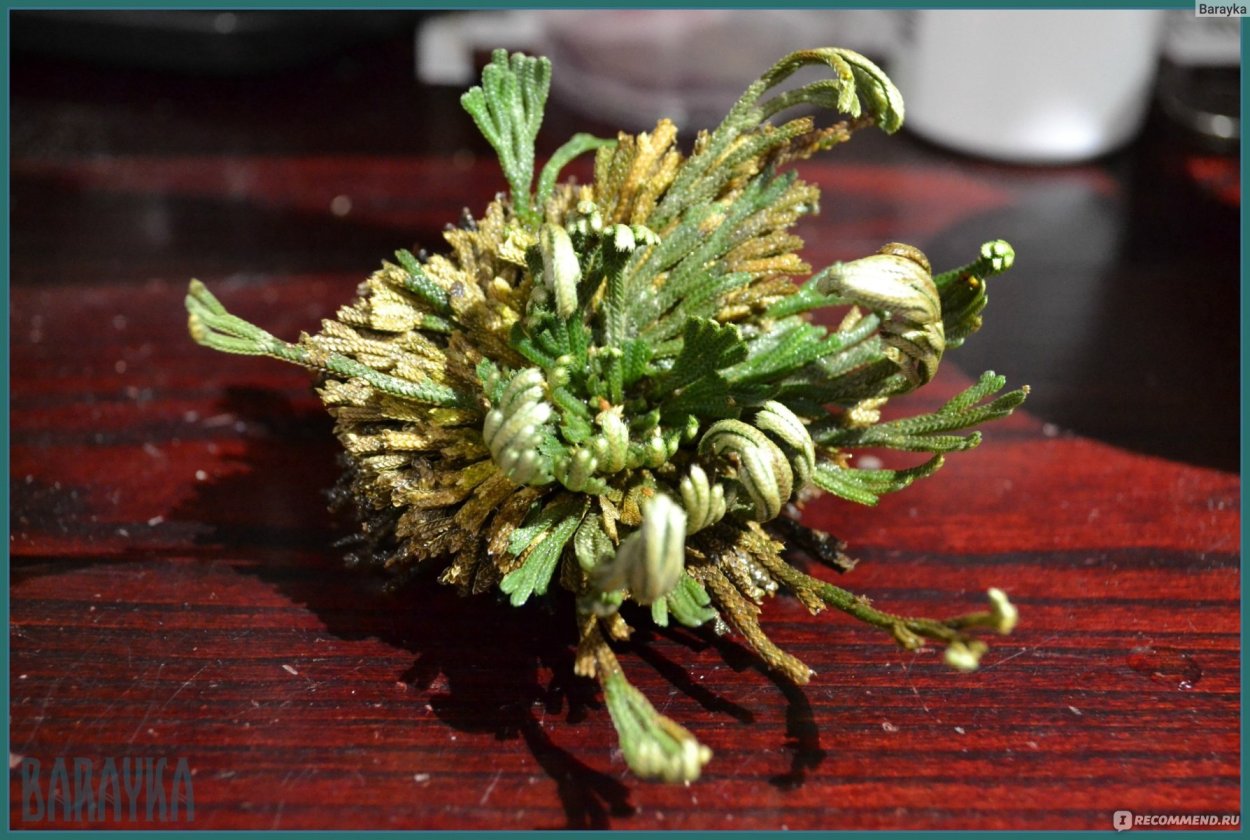 Иерихонская роза