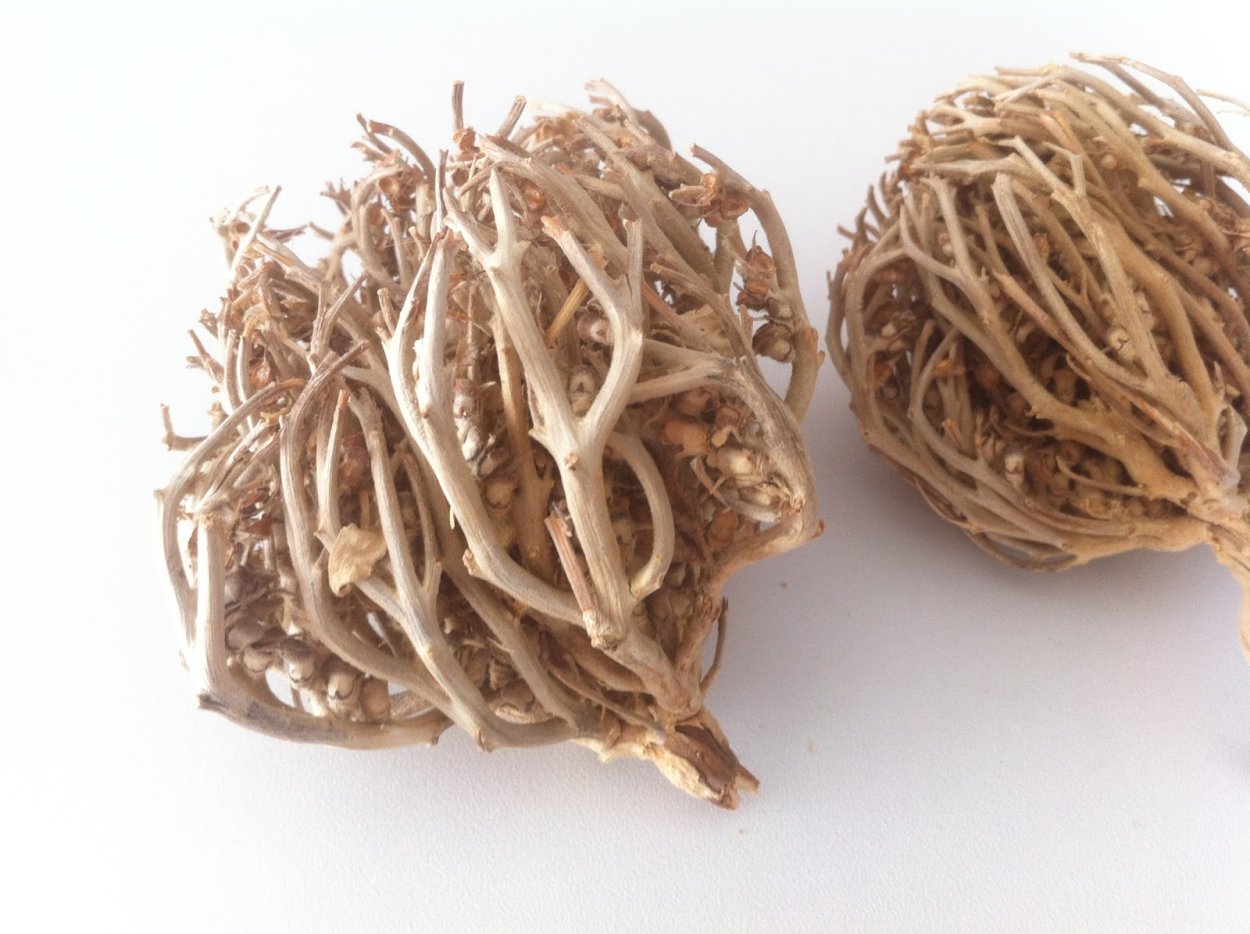 Иерихонская роза корень